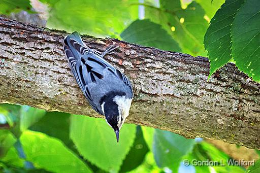 A Nuthatch Being A Nuthatch_P1160031.jpg - White-breasted Nuthatch (Sitta carolinensis) photographed near Eastons Corners, Ontario, Canada.